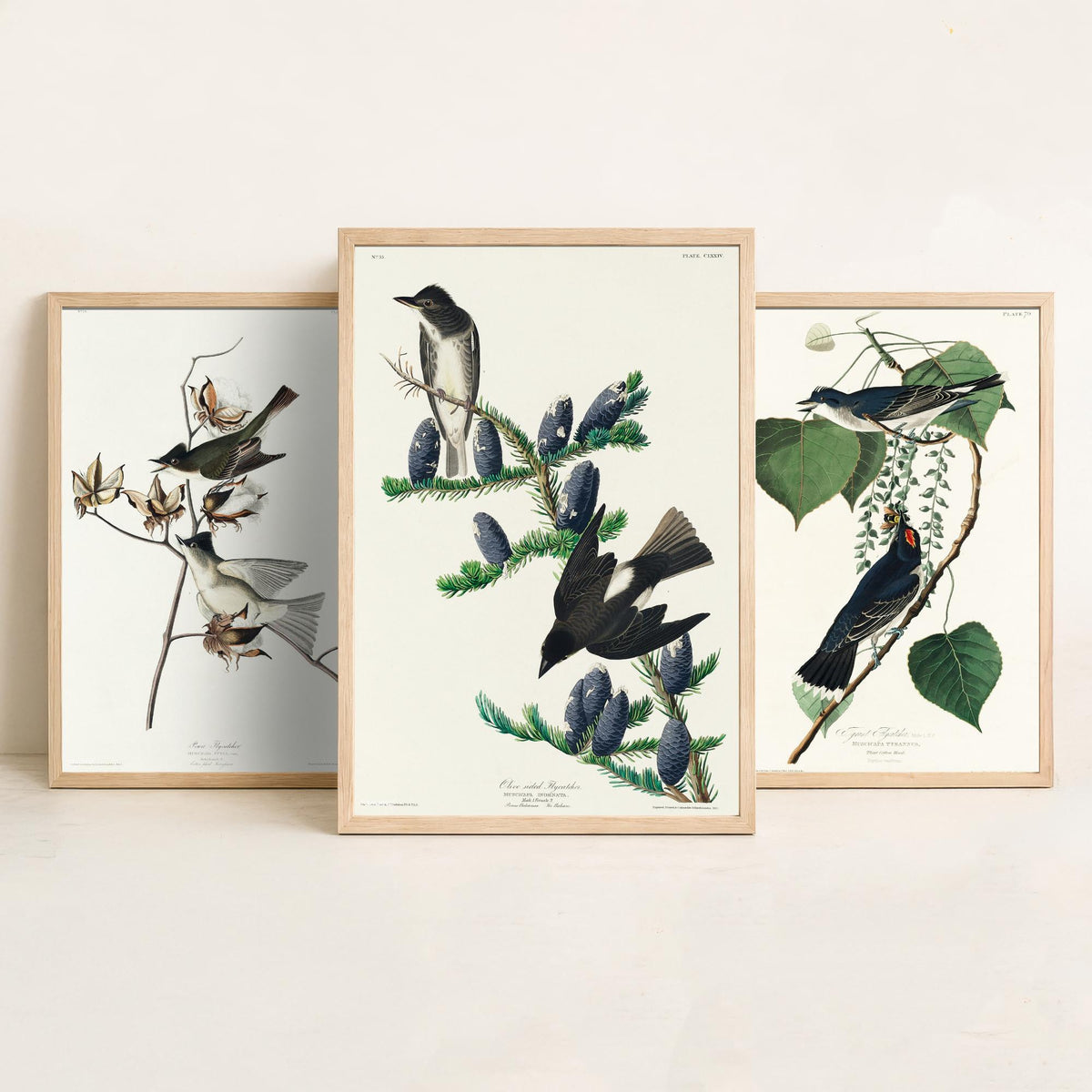 Set of Three John James Audubon Prints - Pewit Flycatcher Tyrant Flycatcher Olive-sided Flycatcher - 3 Bird Paintings Poster Wall Art