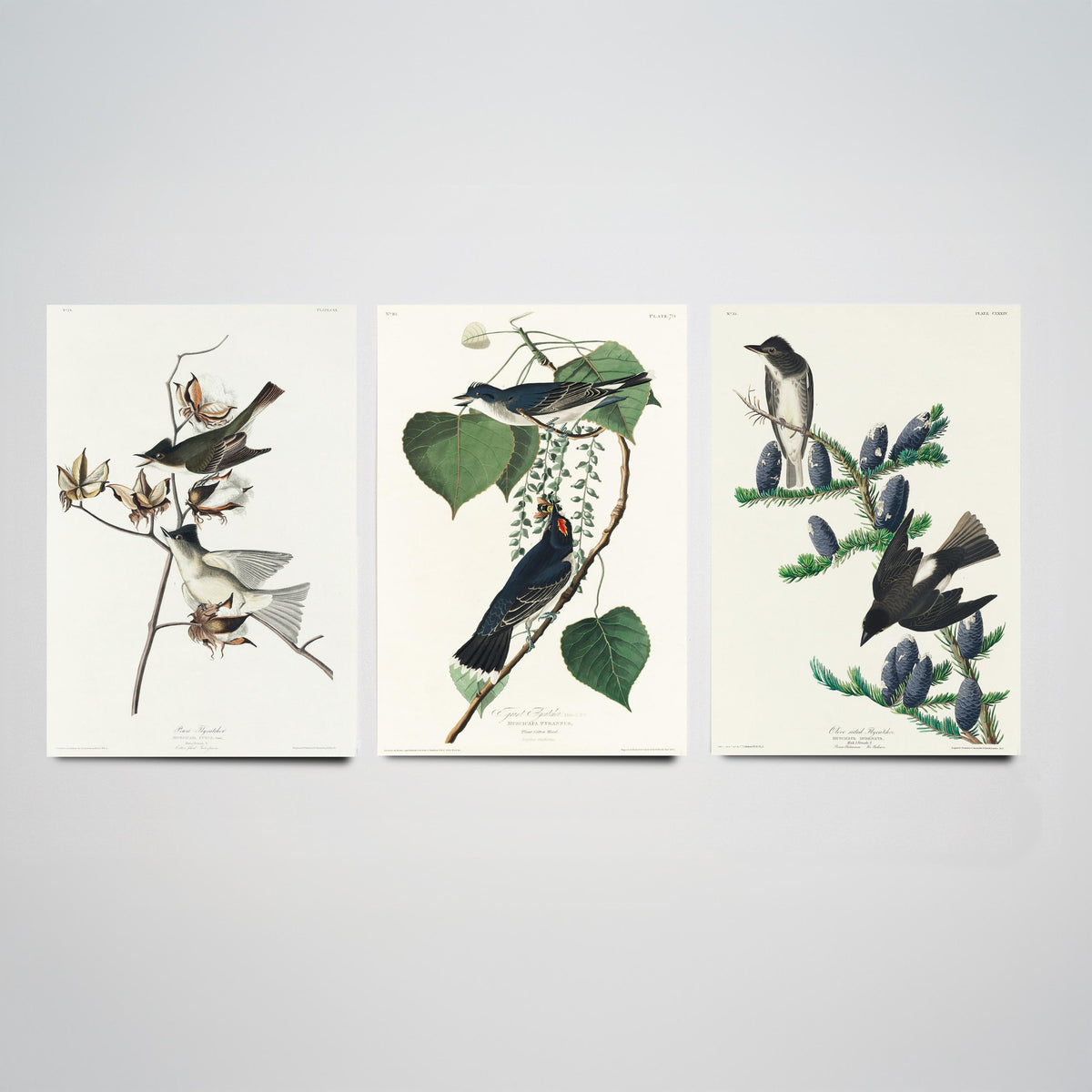 Set of Three John James Audubon Prints - Pewit Flycatcher Tyrant Flycatcher Olive-sided Flycatcher - 3 Bird Paintings Poster Wall Art