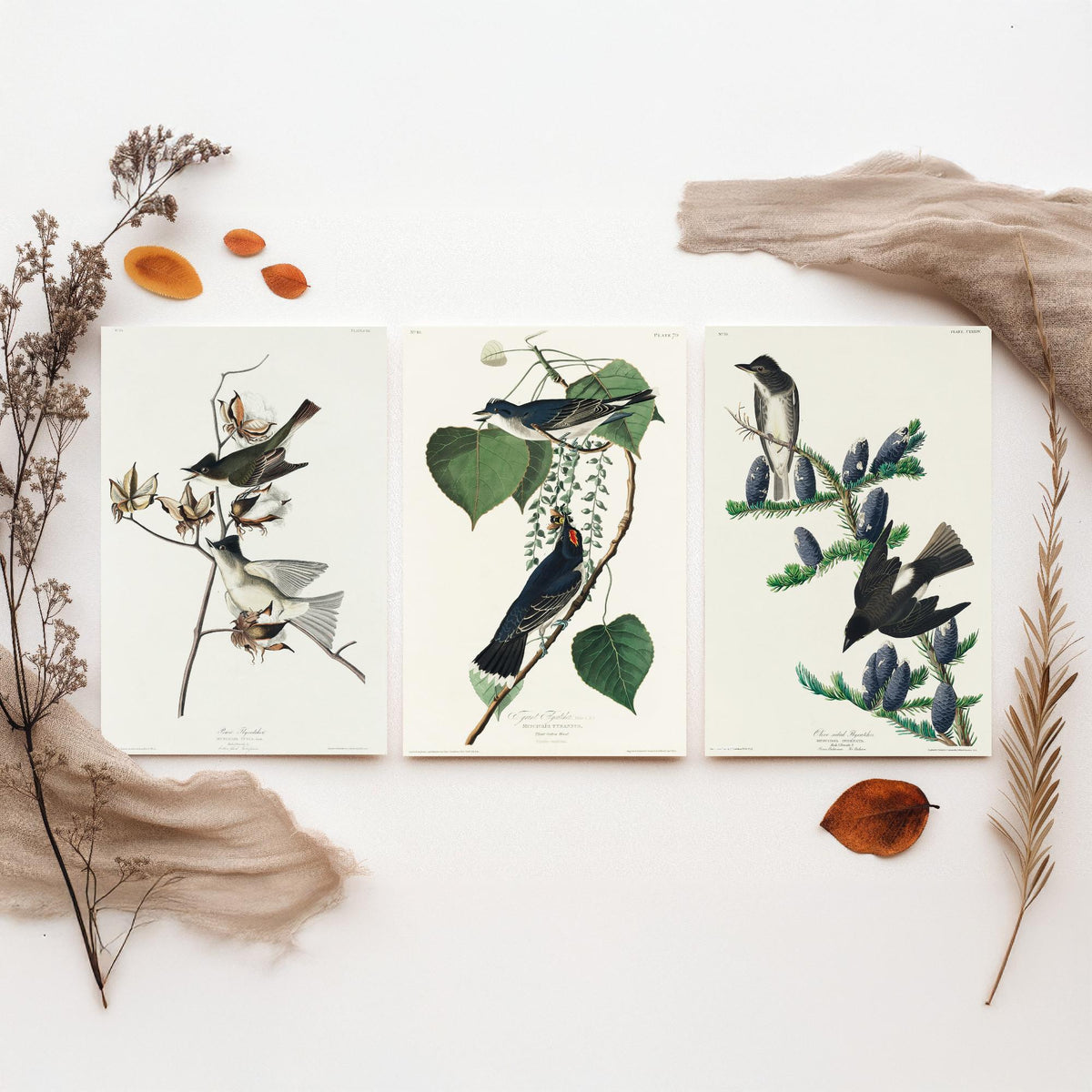 Set of Three John James Audubon Prints - Pewit Flycatcher Tyrant Flycatcher Olive-sided Flycatcher - 3 Bird Paintings Poster Wall Art