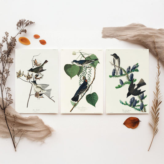 Set of Three John James Audubon Prints - Pewit Flycatcher Tyrant Flycatcher Olive-sided Flycatcher - 3 Bird Paintings Poster Wall Art