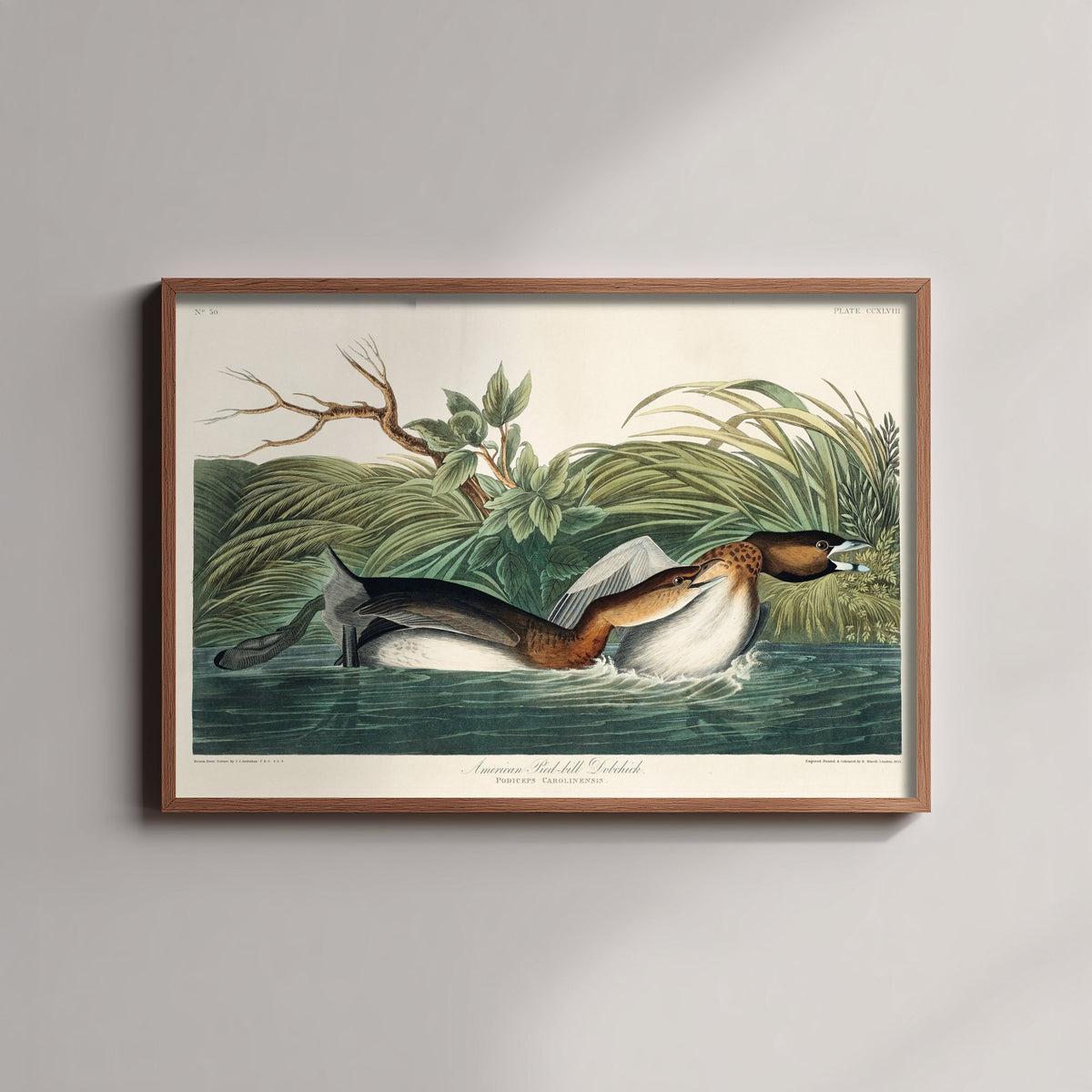 Pied-billed Grebe - John James Audubon Birds of America - Vintage Water Bird Art Print Poster Illustration