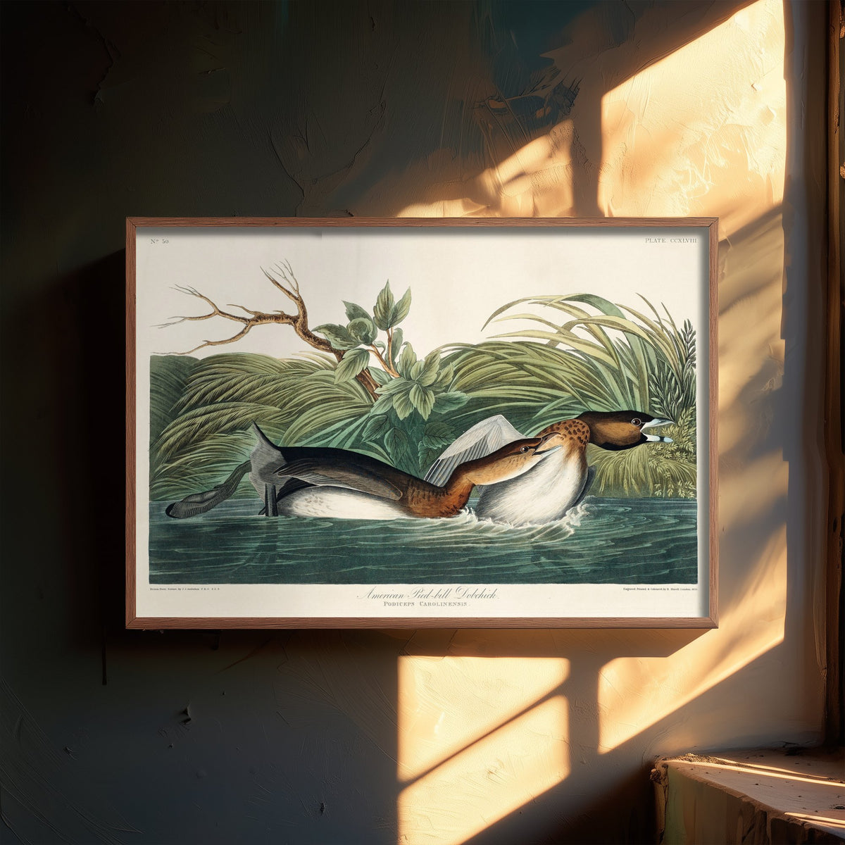 Pied-billed Grebe - John James Audubon Birds of America - Vintage Water Bird Art Print Poster Illustration