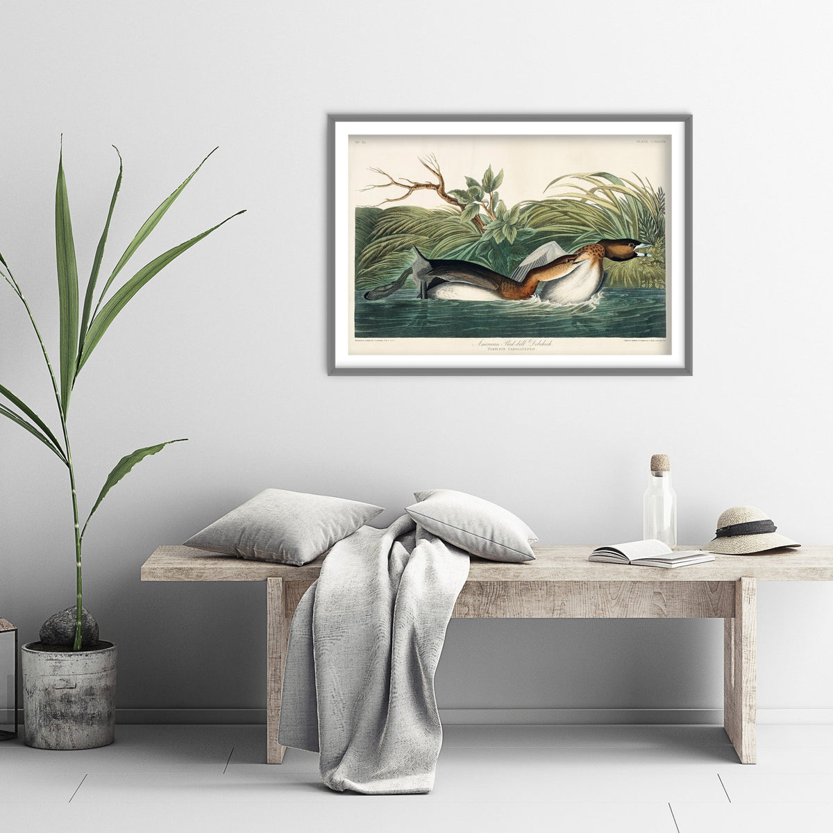 Pied-billed Grebe - John James Audubon Birds of America - Vintage Water Bird Art Print Poster Illustration