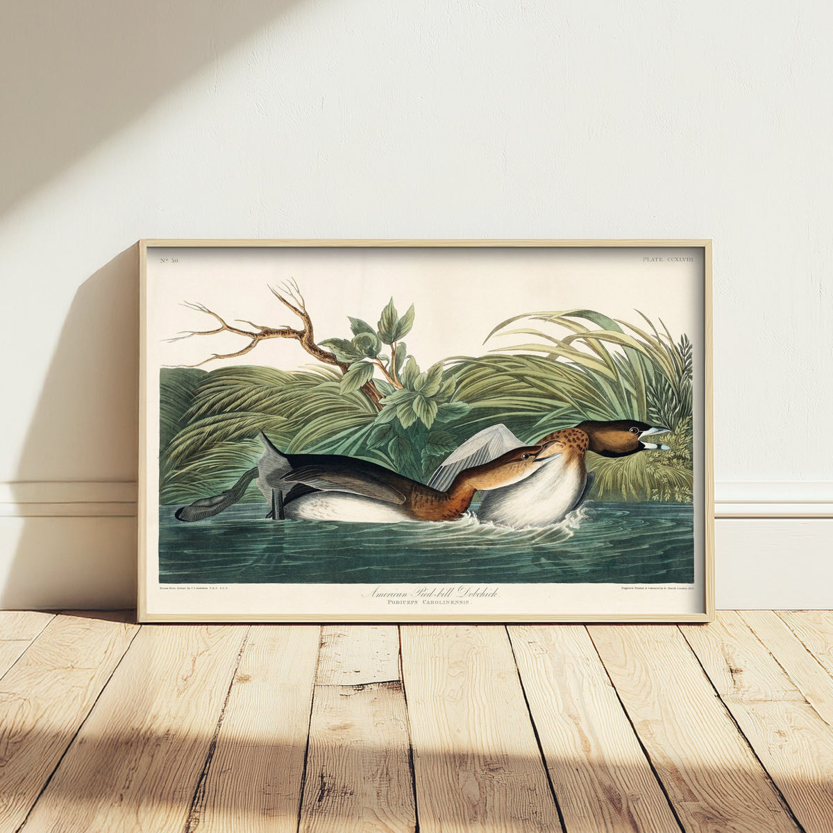 Pied-billed Grebe - John James Audubon Birds of America - Vintage Water Bird Art Print Poster Illustration