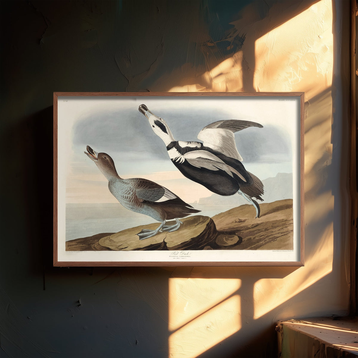 Labrador Duck Art Print - John James Audubon Birds of America - Vintage Ornithology Illustration Poster