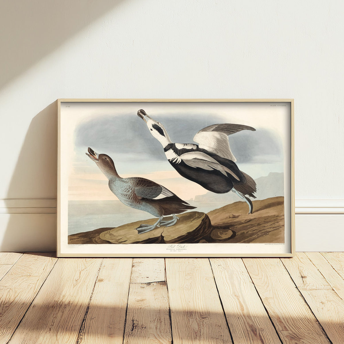 Labrador Duck Art Print - John James Audubon Birds of America - Vintage Ornithology Illustration Poster