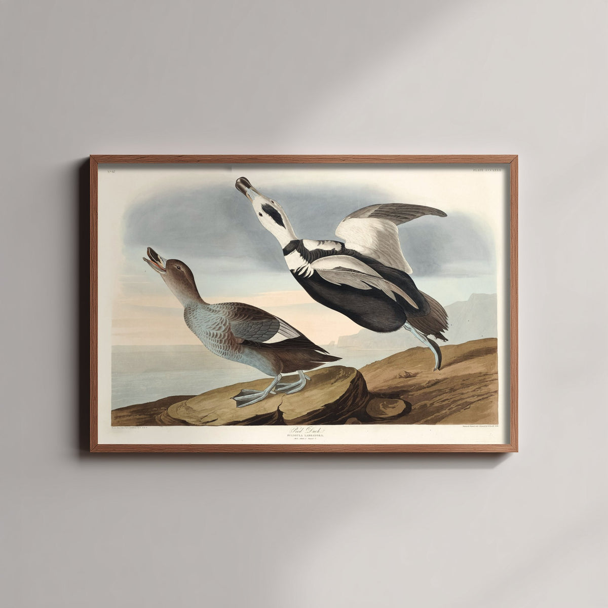 Labrador Duck Art Print - John James Audubon Birds of America - Vintage Ornithology Illustration Poster