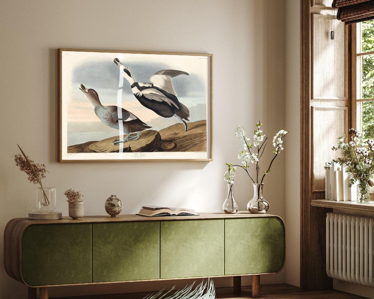 Labrador Duck Art Print - John James Audubon Birds of America - Vintage Ornithology Illustration Poster