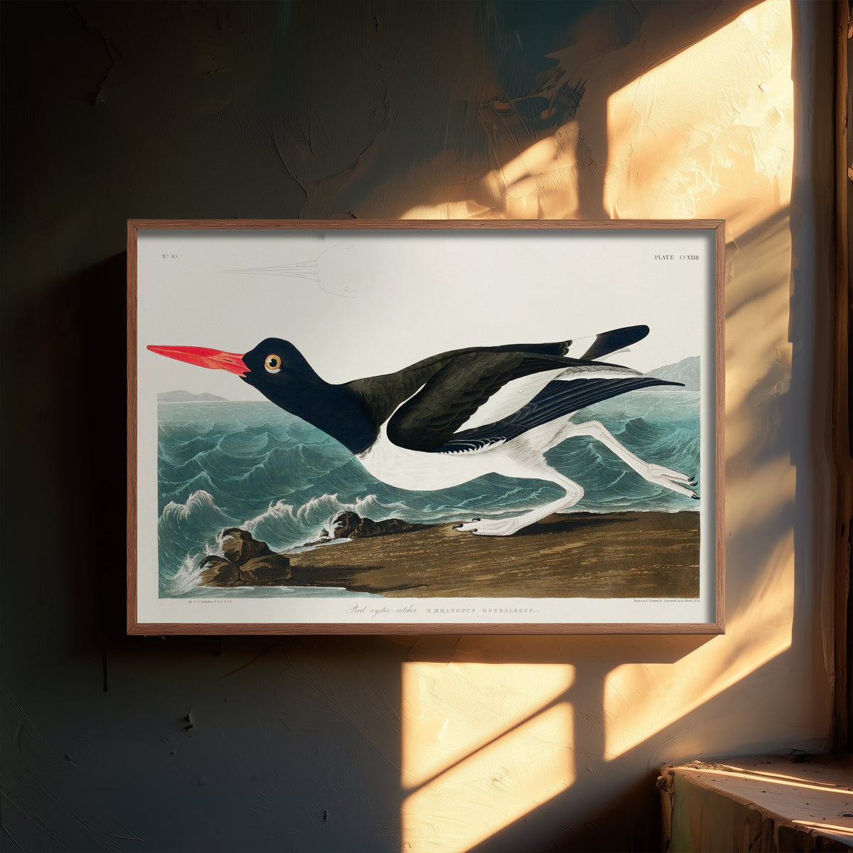 Pied Oystercatcher Art Print - John James Audubon Birds of America - Vintage Ornithology Illustration Poster