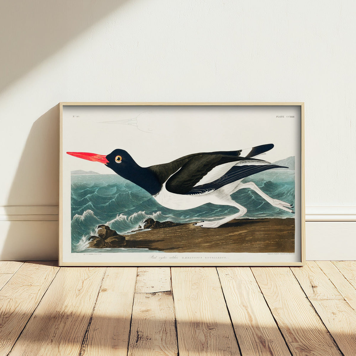 Pied Oystercatcher Art Print - John James Audubon Birds of America - Vintage Ornithology Illustration Poster