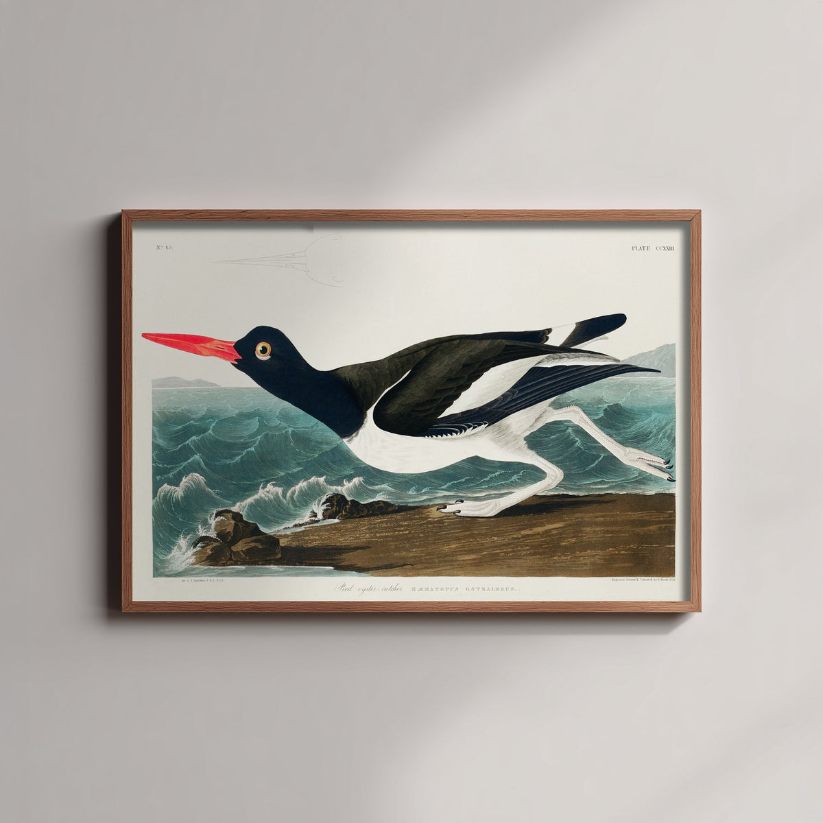 Pied Oystercatcher Art Print - John James Audubon Birds of America - Vintage Ornithology Illustration Poster