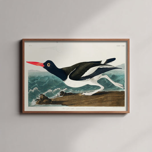 Pied Oystercatcher Art Print - John James Audubon Birds of America - Vintage Ornithology Illustration Poster
