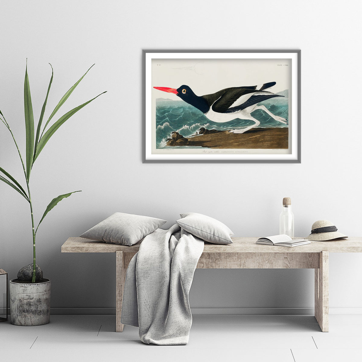 Pied Oystercatcher Art Print - John James Audubon Birds of America - Vintage Ornithology Illustration Poster