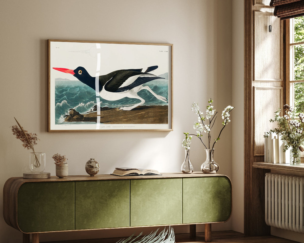 Pied Oystercatcher Art Print - John James Audubon Birds of America - Vintage Ornithology Illustration Poster