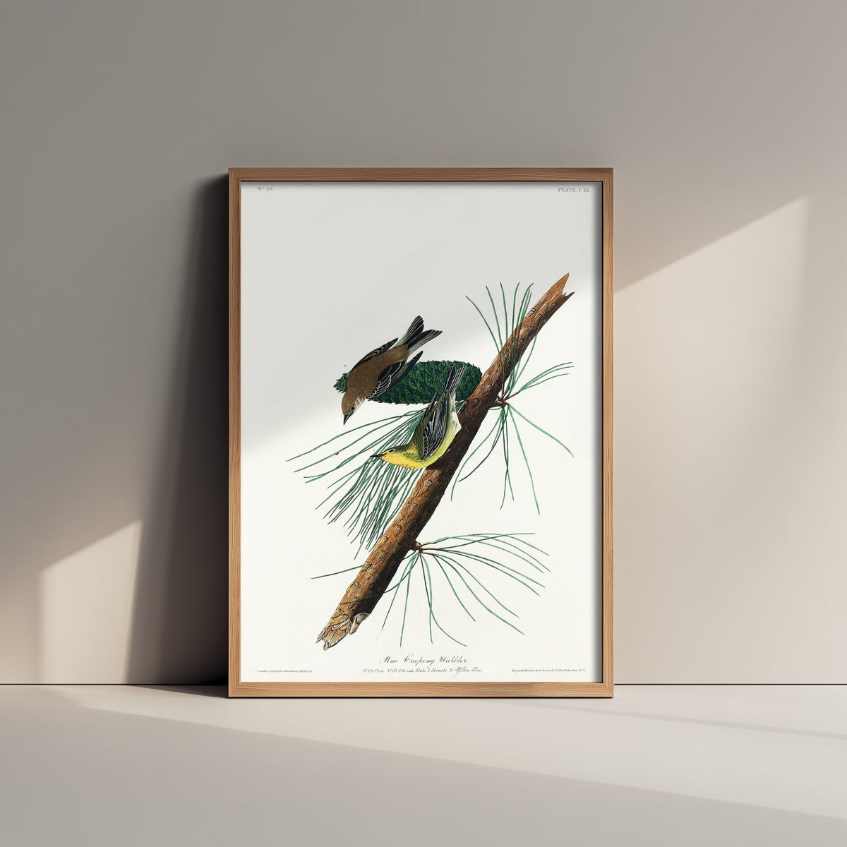 Pine Warbler Art Print - John James Audubon Birds of America - Vintage Ornithology Illustration Poster