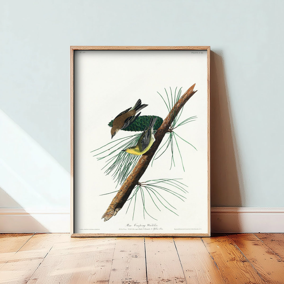 Pine Warbler Art Print - John James Audubon Birds of America - Vintage Ornithology Illustration Poster