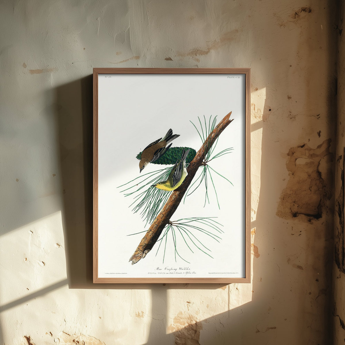Pine Warbler Art Print - John James Audubon Birds of America - Vintage Ornithology Illustration Poster