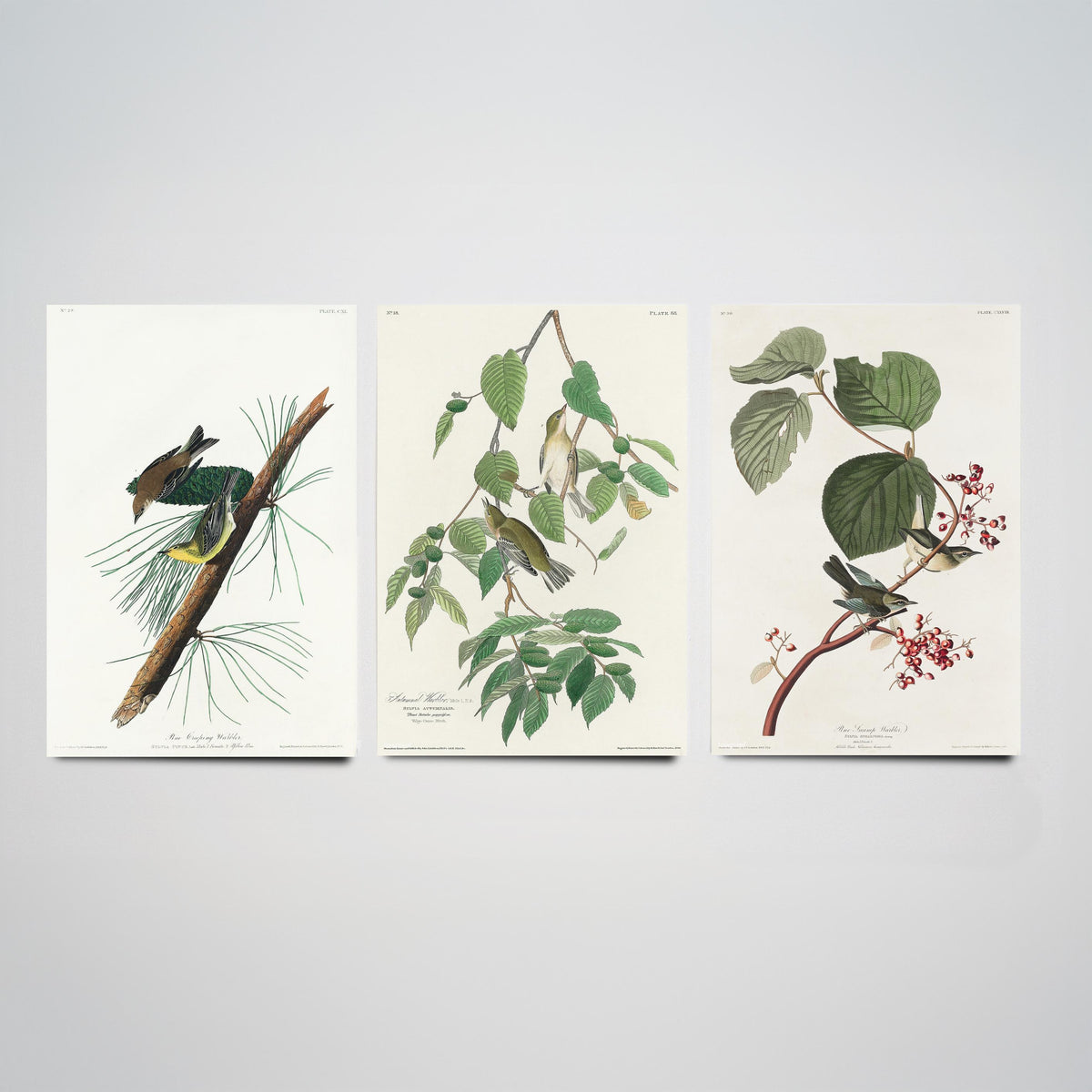Set of Three John James Audubon Prints - Pine Creeping Warbler Autumnal Warbler Pine Swamp Warbler - 3 Bird Paintings Poster Wall Art