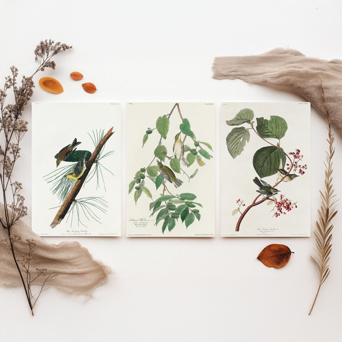 Set of Three John James Audubon Prints - Pine Creeping Warbler Autumnal Warbler Pine Swamp Warbler - 3 Bird Paintings Poster Wall Art