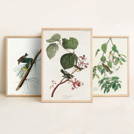 Set of Three John James Audubon Prints - Pine Creeping Warbler Autumnal Warbler Pine Swamp Warbler - 3 Bird Paintings Poster Wall Art