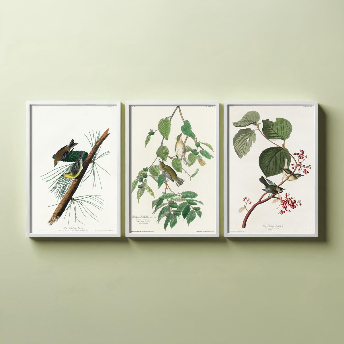 Set of Three John James Audubon Prints - Pine Creeping Warbler Autumnal Warbler Pine Swamp Warbler - 3 Bird Paintings Poster Wall Art