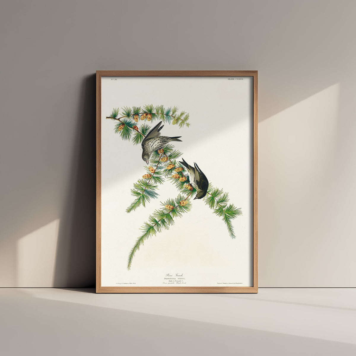 Pine Siskin Art Print - John James Audubon Birds of America - Vintage Ornithology Illustration Poster