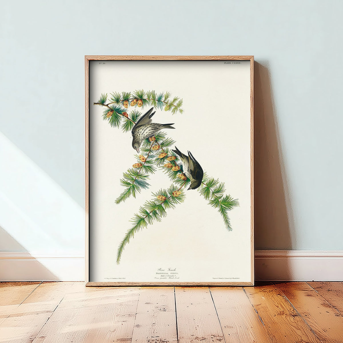 Pine Siskin Art Print - John James Audubon Birds of America - Vintage Ornithology Illustration Poster
