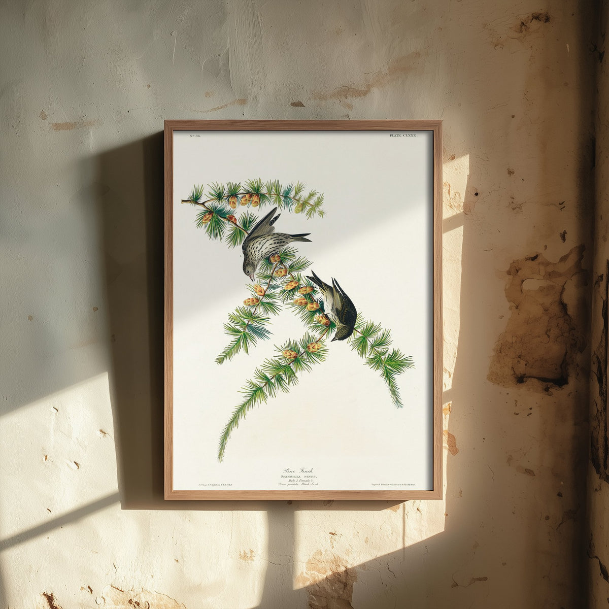 Pine Siskin Art Print - John James Audubon Birds of America - Vintage Ornithology Illustration Poster