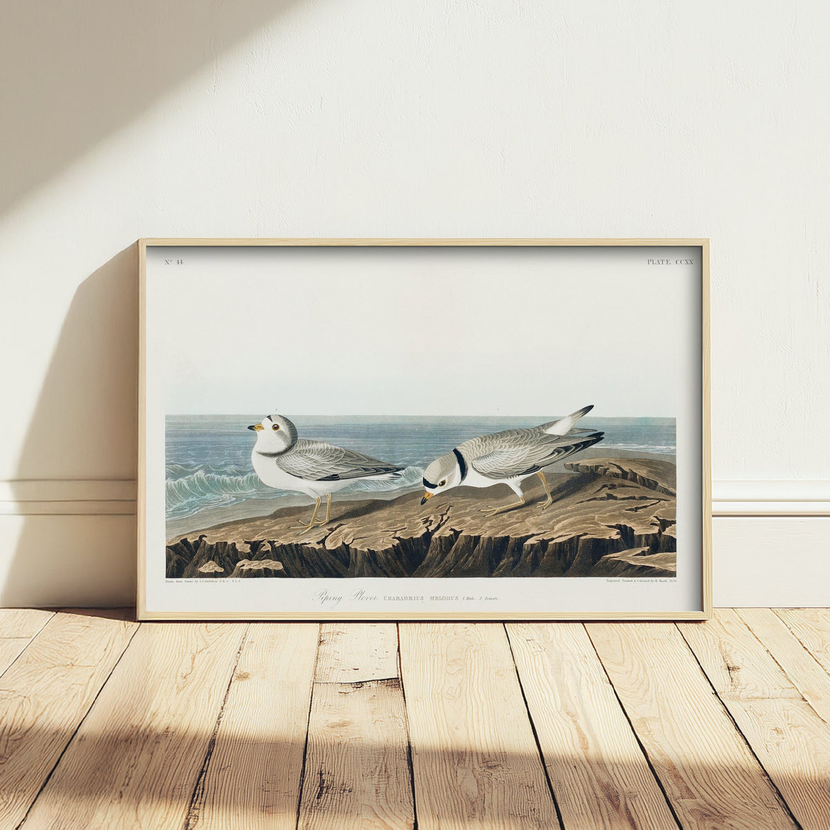 Piping Plover Art Print - John James Audubon Birds of America - Vintage Ornithology Illustration Poster