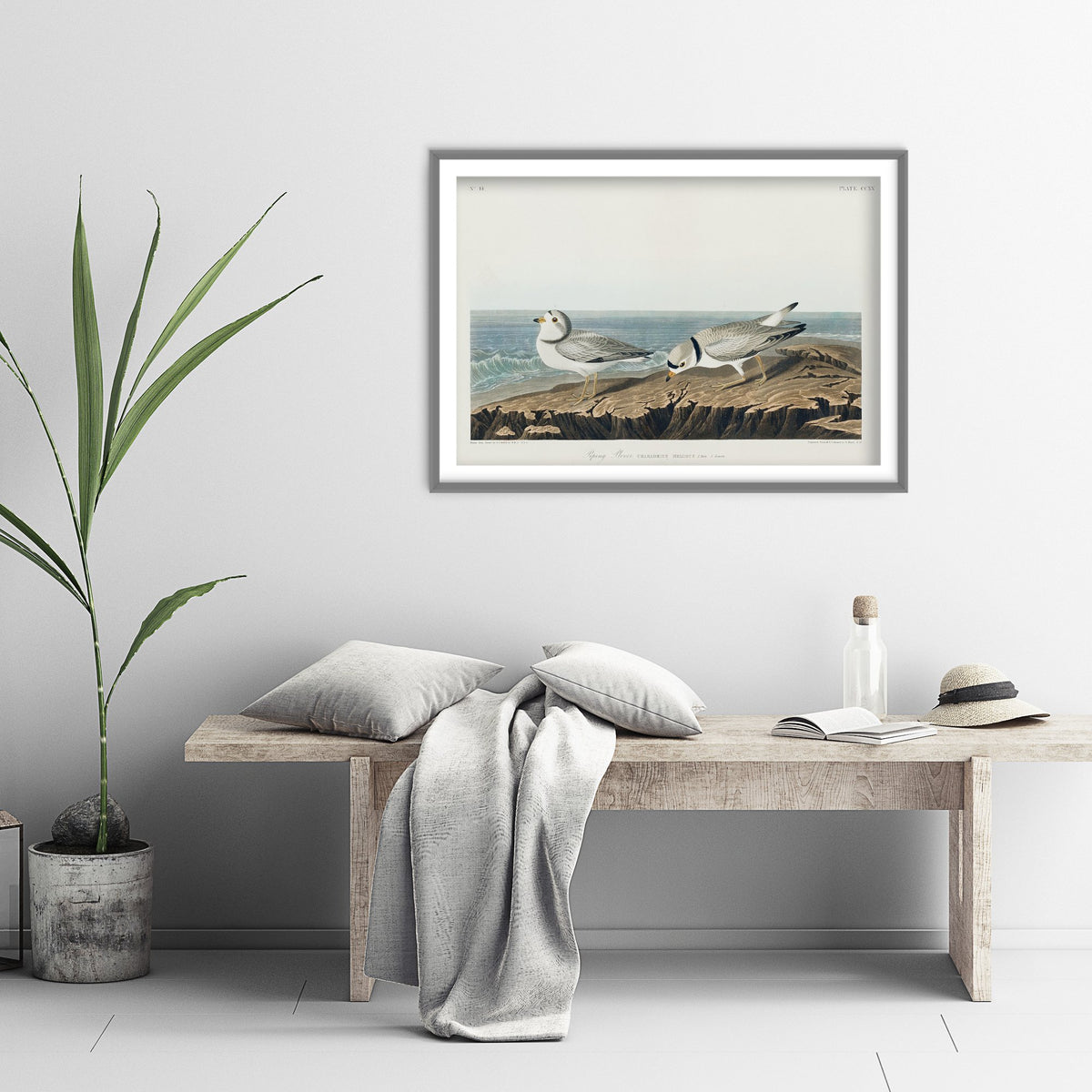 Piping Plover Art Print - John James Audubon Birds of America - Vintage Ornithology Illustration Poster