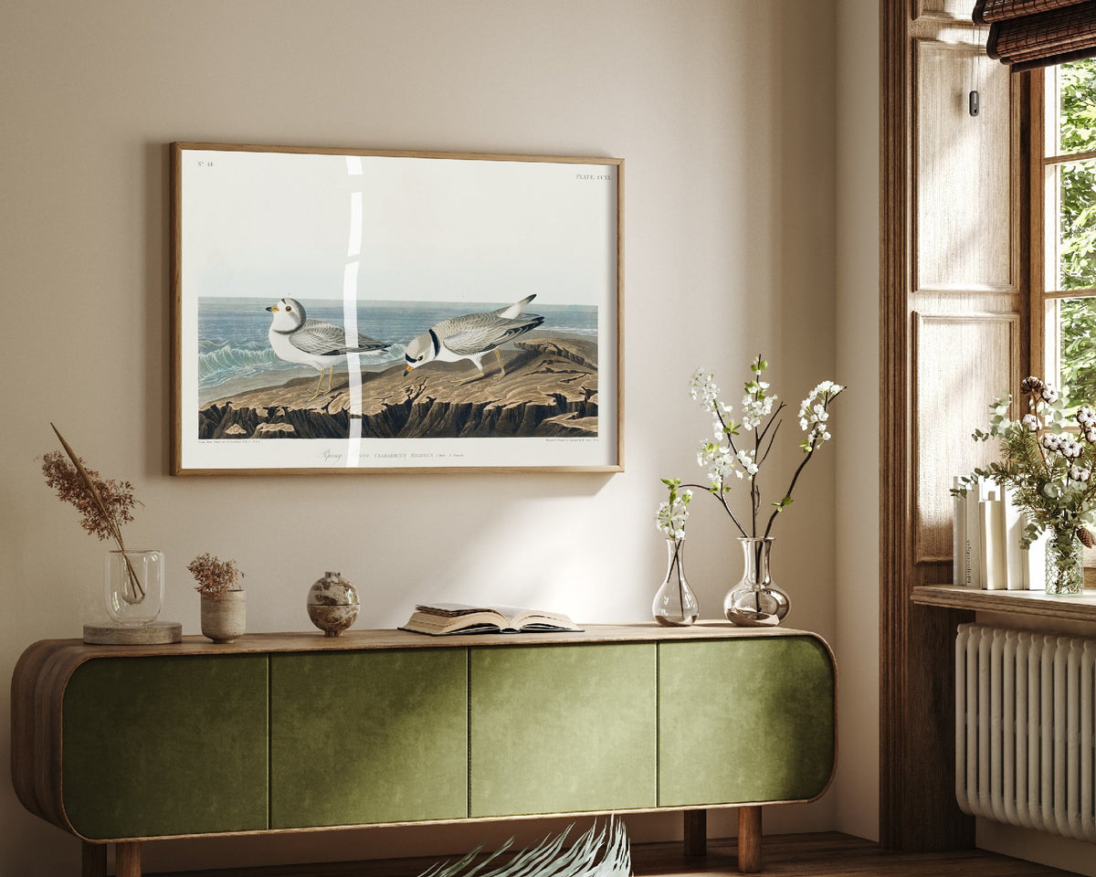 Piping Plover Art Print - John James Audubon Birds of America - Vintage Ornithology Illustration Poster