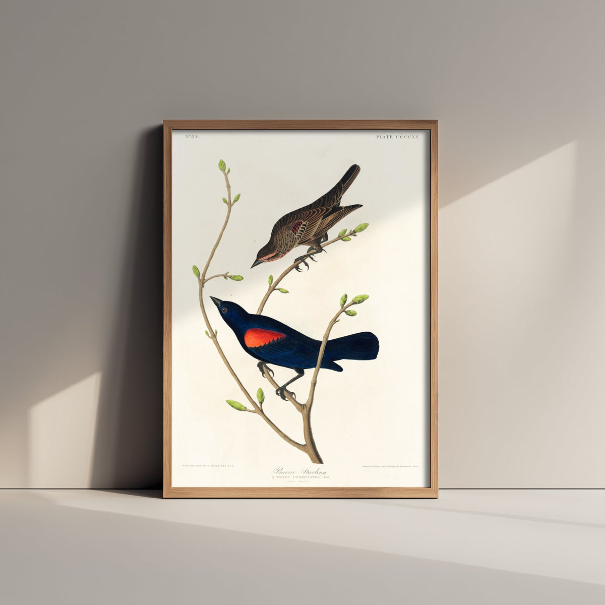Prairie Starling Art Print - John James Audubon Birds of America - Vintage Ornithology Illustration Poster