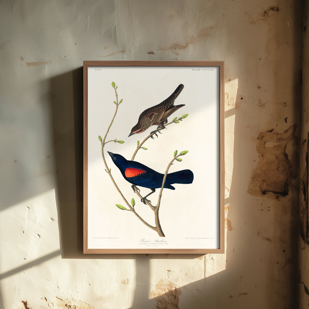 Prairie Starling Art Print - John James Audubon Birds of America - Vintage Ornithology Illustration Poster