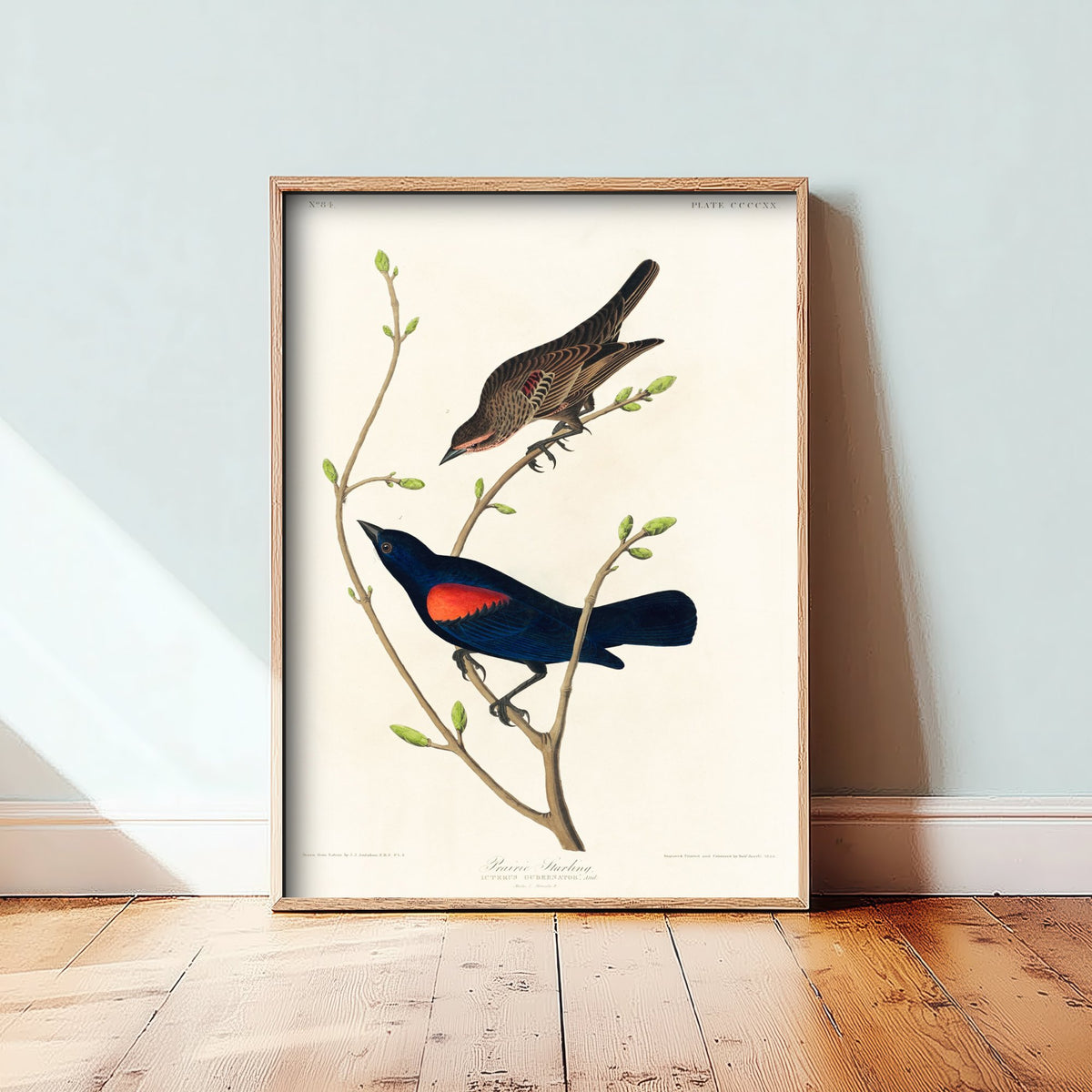 Prairie Starling Art Print - John James Audubon Birds of America - Vintage Ornithology Illustration Poster
