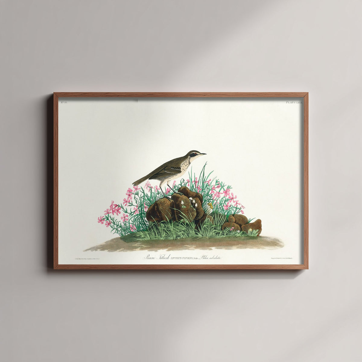 Prairie Titlark Art Print - John James Audubon Birds of America - Vintage Ornithology Illustration Poster