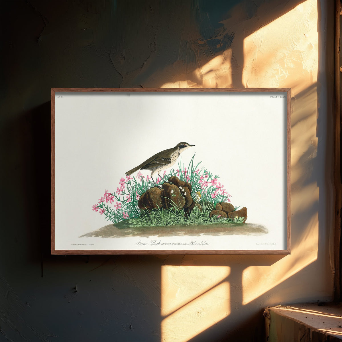 Prairie Titlark Art Print - John James Audubon Birds of America - Vintage Ornithology Illustration Poster