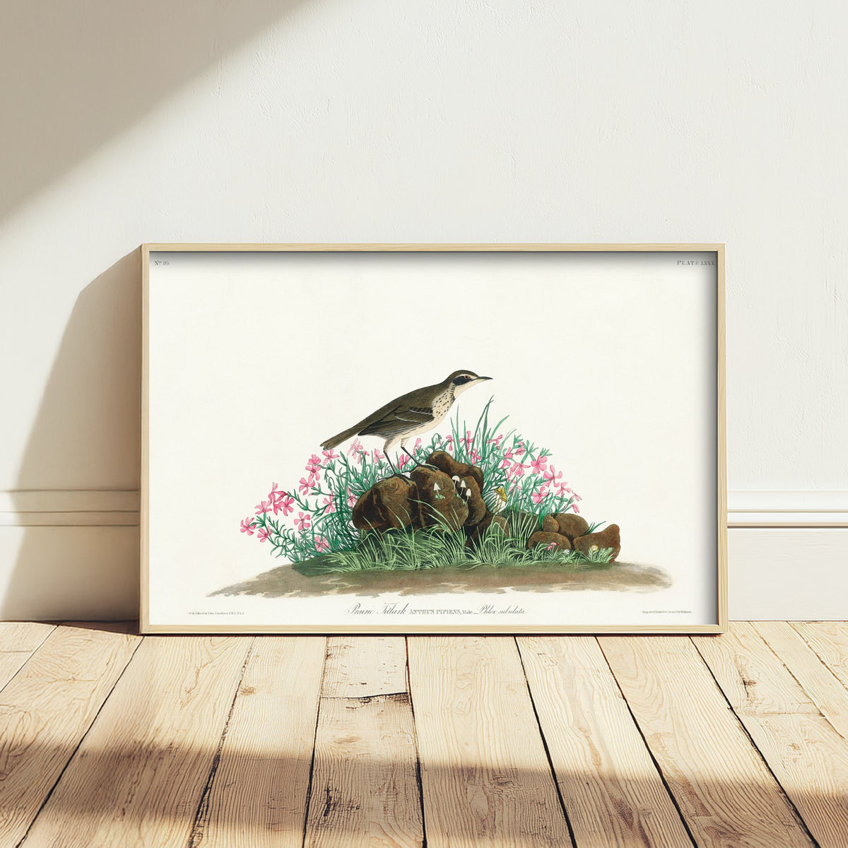 Prairie Titlark Art Print - John James Audubon Birds of America - Vintage Ornithology Illustration Poster