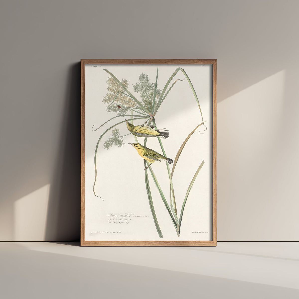 Prairie Warbler Art Print - John James Audubon Birds of America - Vintage Ornithology Illustration Poster