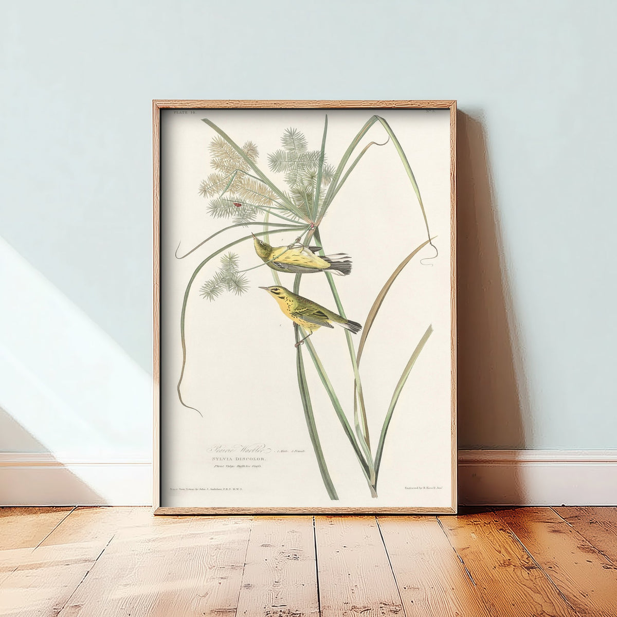 Prairie Warbler Art Print - John James Audubon Birds of America - Vintage Ornithology Illustration Poster