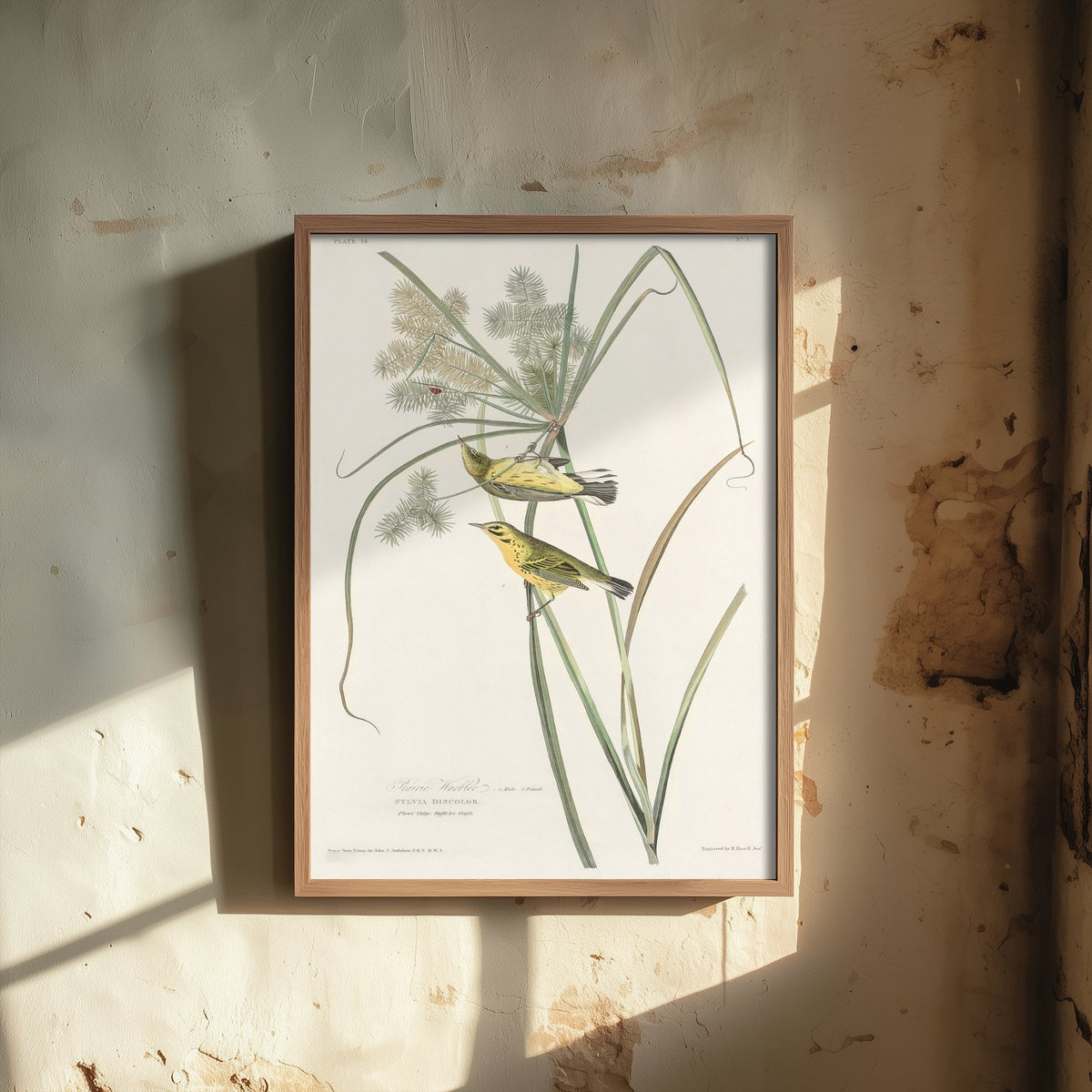 Prairie Warbler Art Print - John James Audubon Birds of America - Vintage Ornithology Illustration Poster