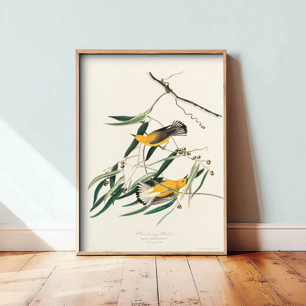 Prothonotary Warbler Art Print - John James Audubon Poster - Birds of America Vintage Illustration