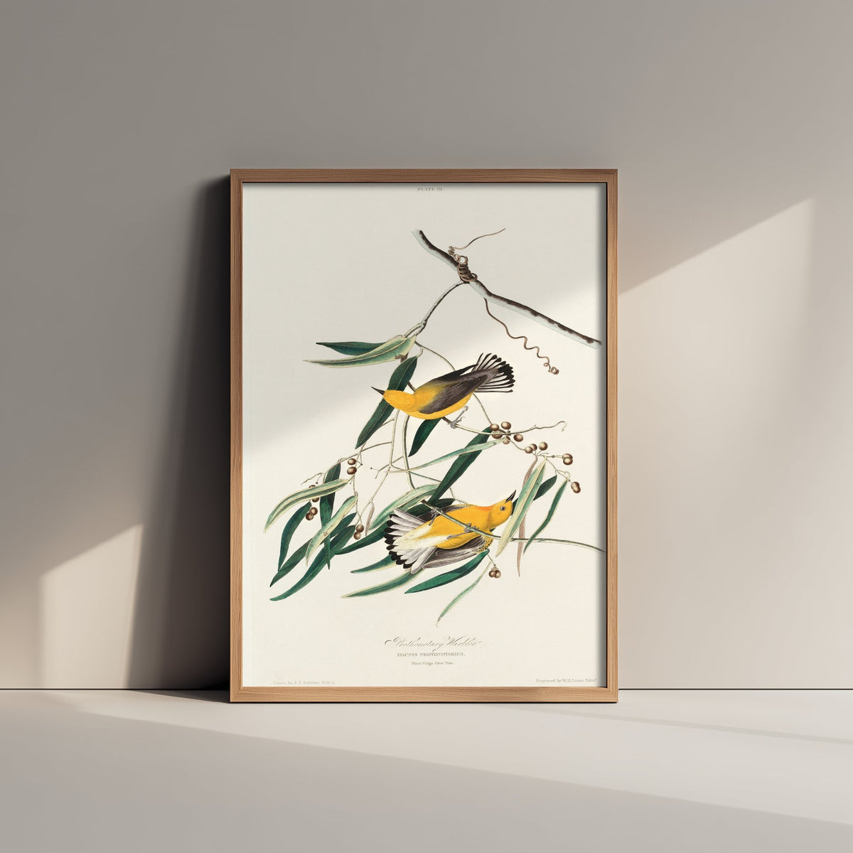 Prothonotary Warbler Art Print - John James Audubon Poster - Birds of America Vintage Illustration
