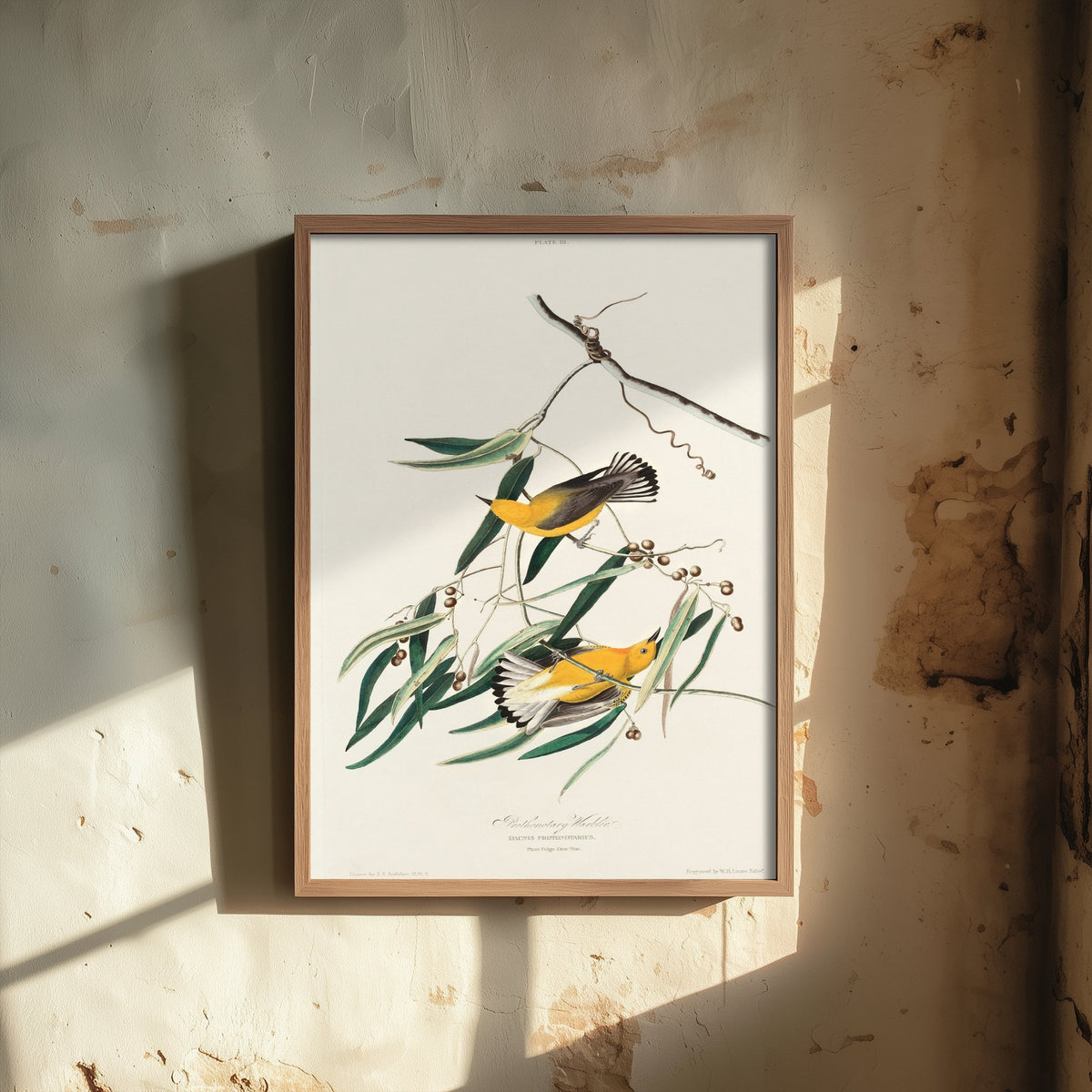 Prothonotary Warbler Art Print - John James Audubon Poster - Birds of America Vintage Illustration