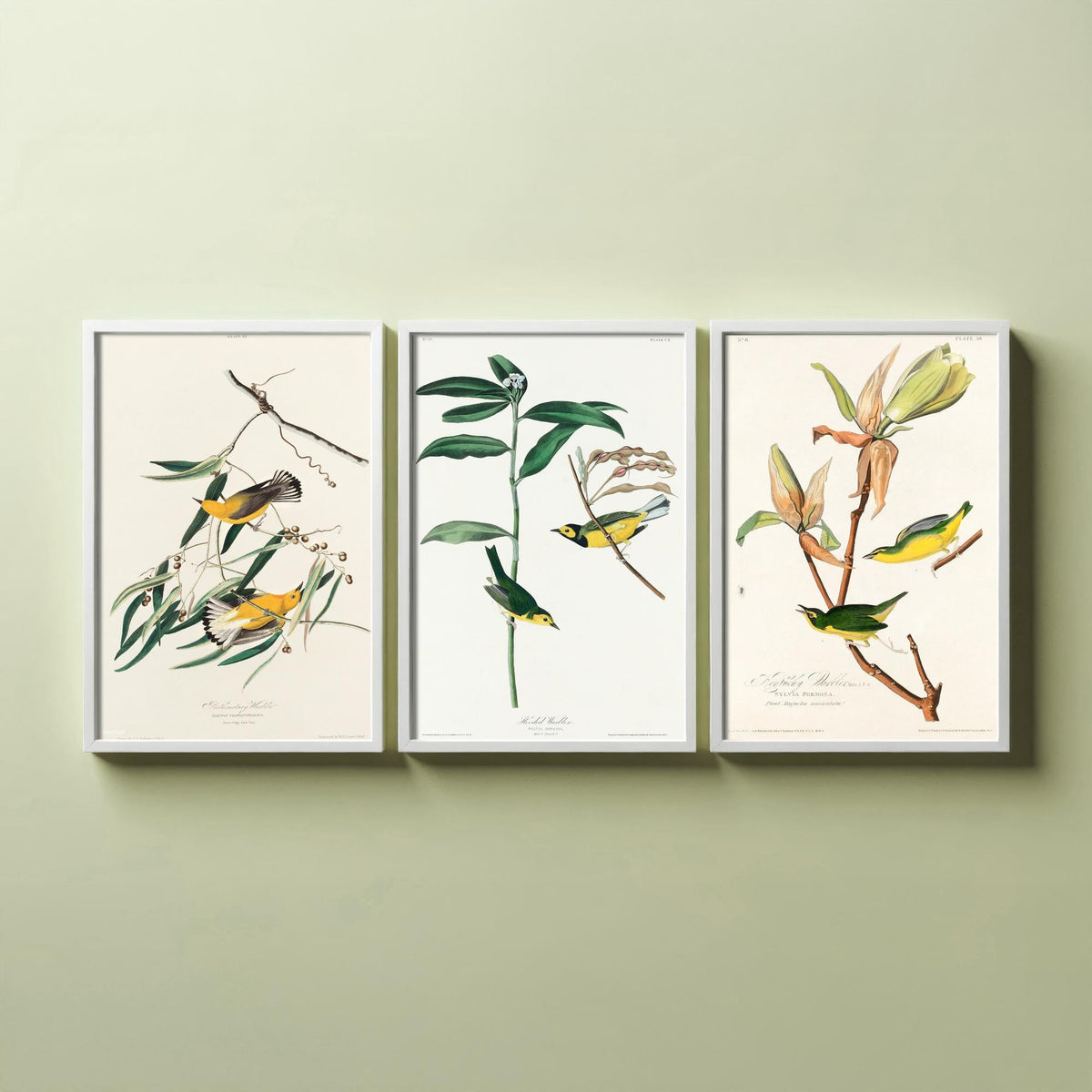 Set of Three John James Audubon Prints - Prothonotary Warbler Hooded Warbler Kentucky Warbler - 3 Bird Paintings Poster Wall Art Gift