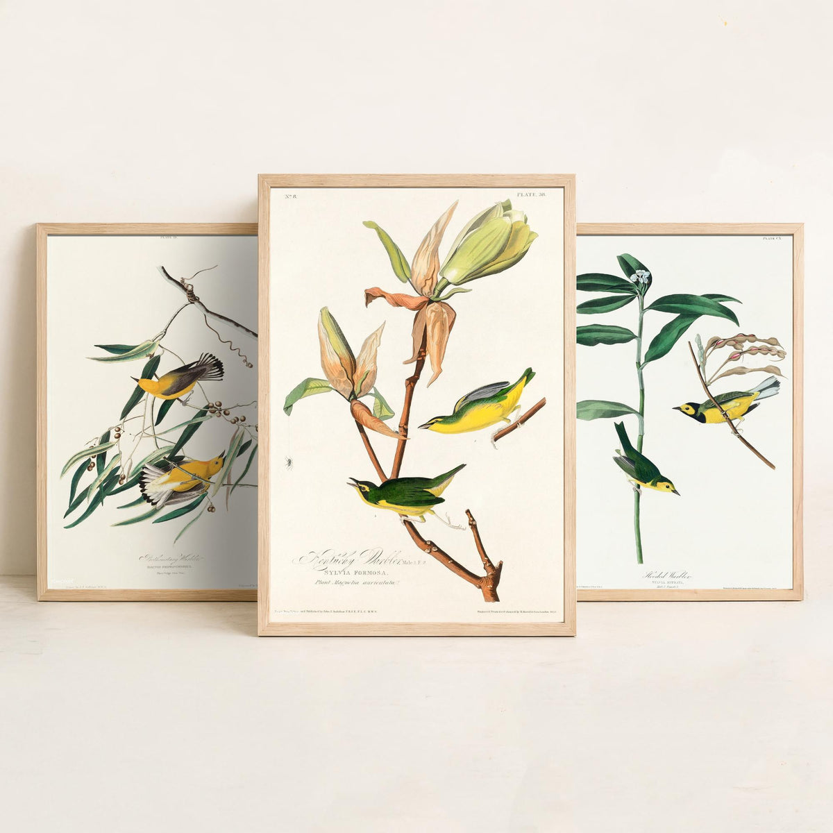 Set of Three John James Audubon Prints - Prothonotary Warbler Hooded Warbler Kentucky Warbler - 3 Bird Paintings Poster Wall Art Gift
