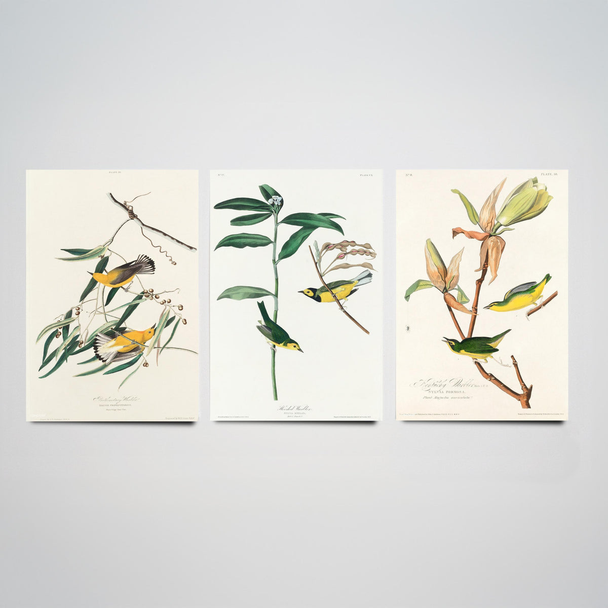 Set of Three John James Audubon Prints - Prothonotary Warbler Hooded Warbler Kentucky Warbler - 3 Bird Paintings Poster Wall Art Gift
