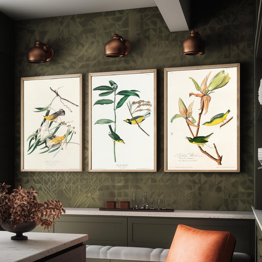 Set of Three John James Audubon Prints - Prothonotary Warbler Hooded Warbler Kentucky Warbler - 3 Bird Paintings Poster Wall Art Gift