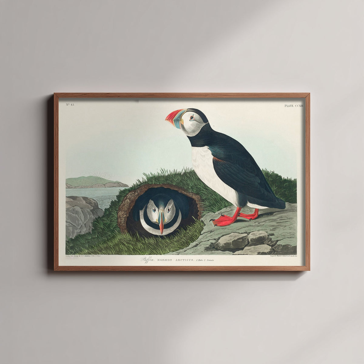 Atlantic Puffin Art Print - John James Audubon Poster - Birds of America Vintage Illustration