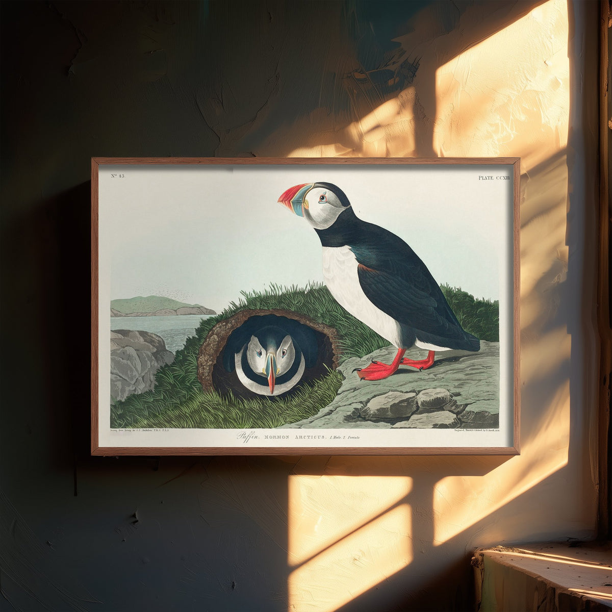 Atlantic Puffin Art Print - John James Audubon Poster - Birds of America Vintage Illustration
