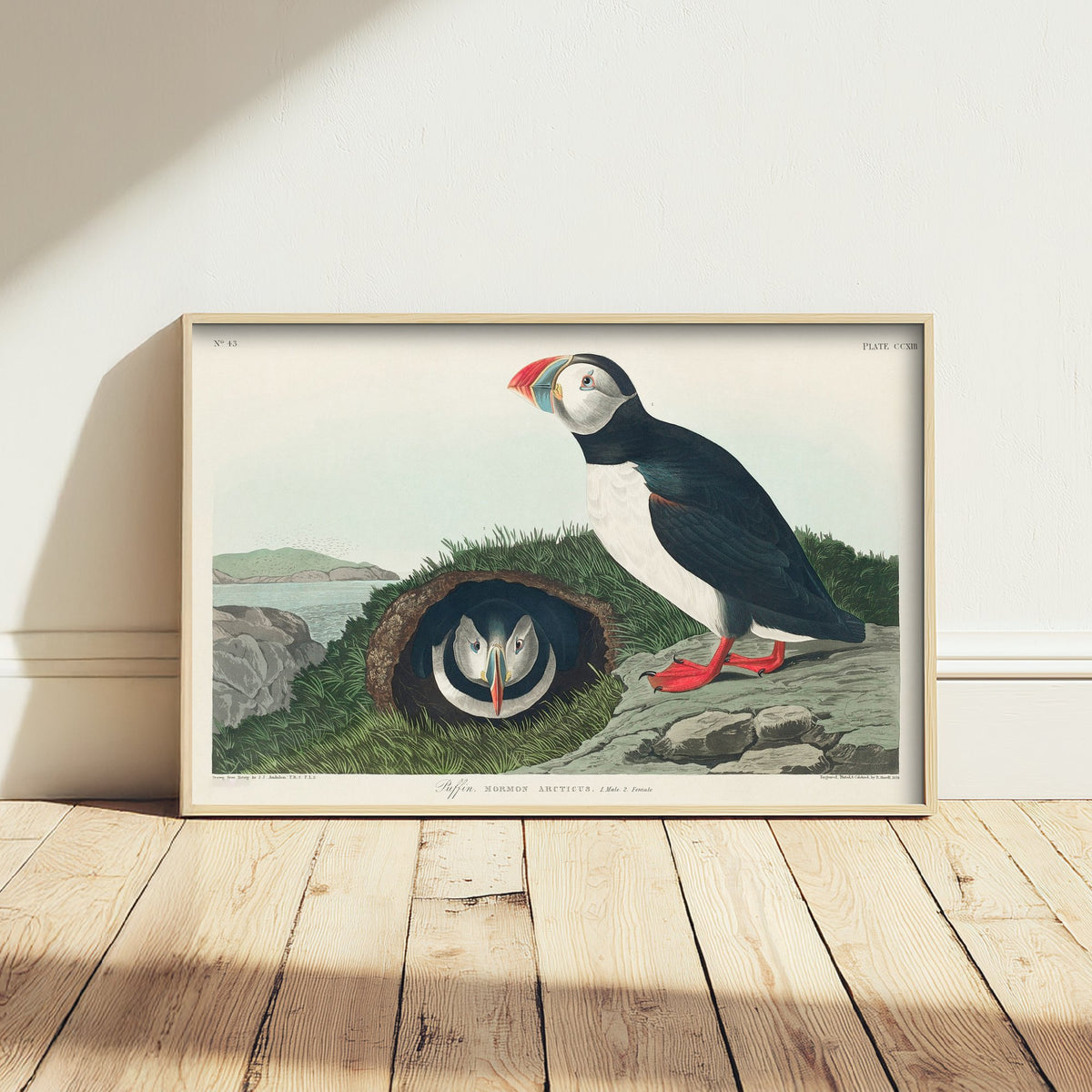 Atlantic Puffin Art Print - John James Audubon Poster - Birds of America Vintage Illustration